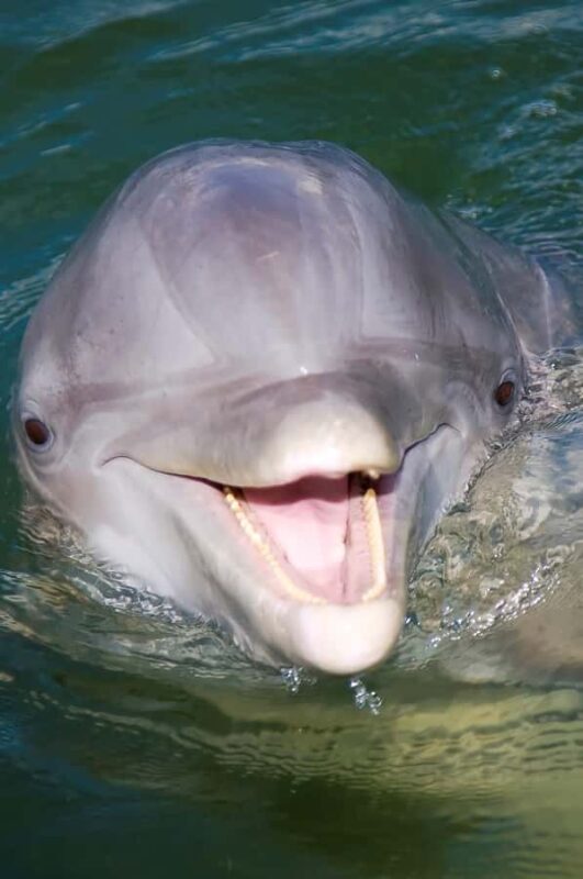 Hilton Head: Private Dolphin Cruise & Guaranteed Sightings - An Authentic Hilton Head Dolphin Experience