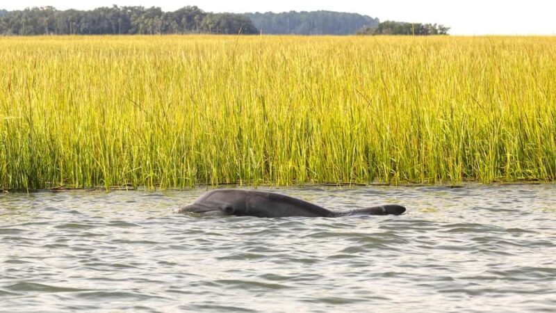 Hilton Head: Private Dolphin Cruise & Guaranteed Sightings - Final Thoughts