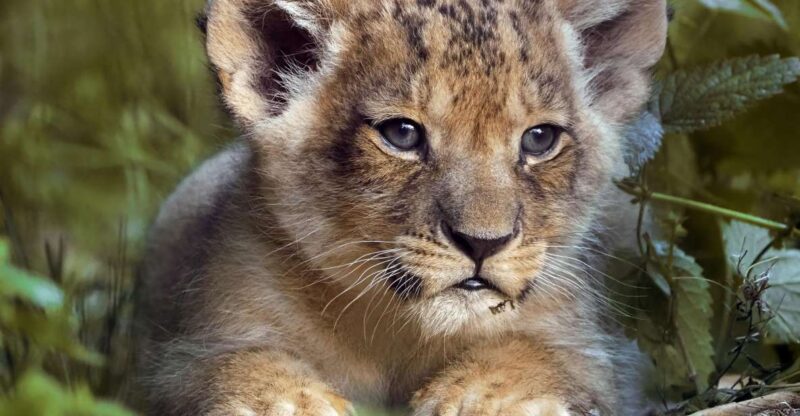 Hilvarenbeek: Beekse Bergen Safari Park Entry Ticket - Transportation Options