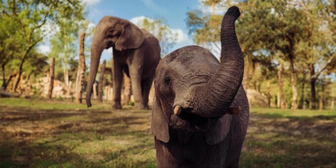 Hilvarenbeek: Beekse Bergen Safari Park Entry Ticket - Visitor Ratings Overview