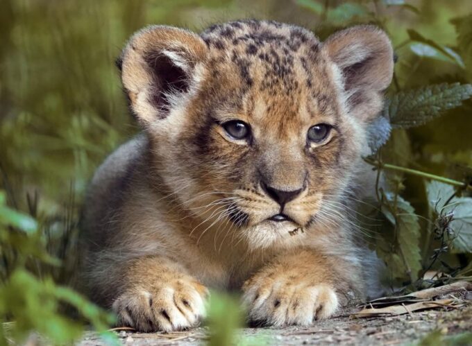 Hilvarenbeek: Beekse Bergen Safari Park Entry Ticket - Customer Feedback Insights