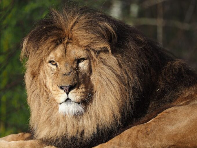 Hilvarenbeek: Beekse Bergen Safari Park Entry Ticket - Planning Your Visit