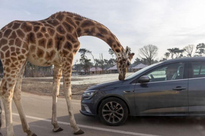 Hilvarenbeek: Beekse Bergen Safari Park Entry Ticket - Frequently Asked Questions