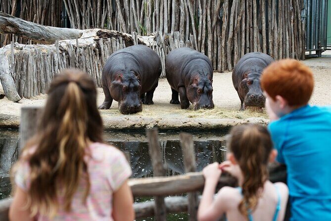 Hippo Experience at Werribee Open Range Zoo - excl. entry - Key Points
