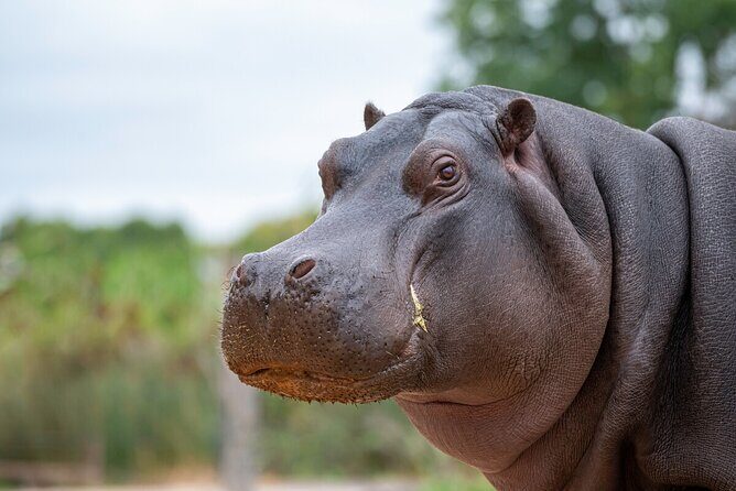 Hippo Experience at Werribee Open Range Zoo - excl. entry - The Sum Up