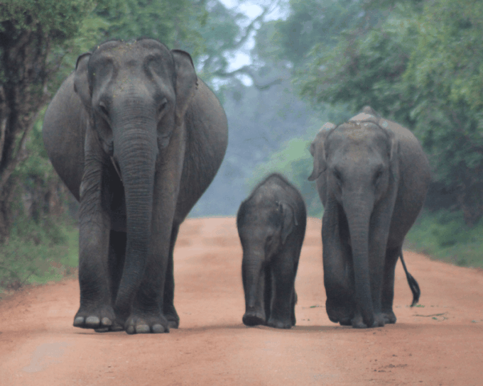 Hiriketiya: Udawalawe & YALA Safaris + Lunch, Drop Off: Ella - Included in the Tour