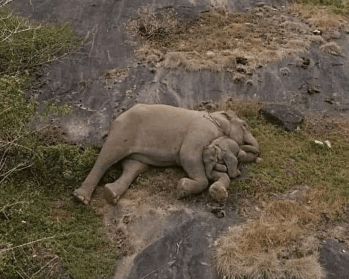 Hiriketiya: Udawalawe & YALA Safaris + Lunch, Drop Off: Ella - Exclusions