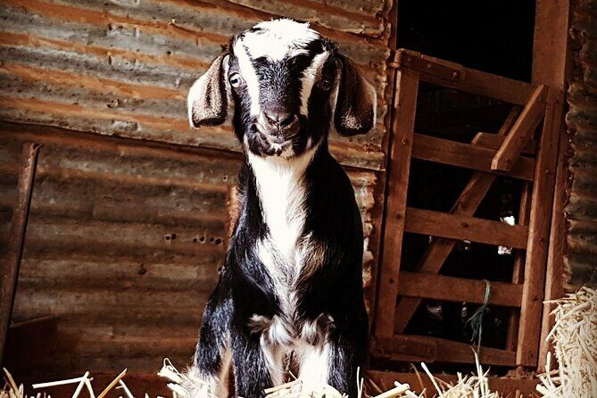 Historic Homestead Tour with Morning Tea - The Value Proposition