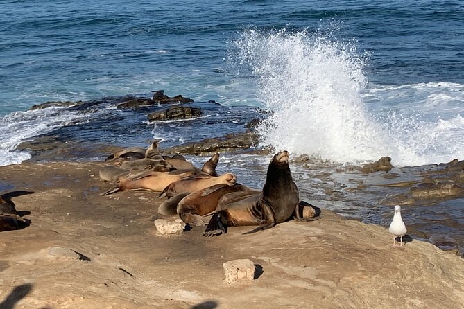 Historic La Jolla Walking Tour - Customer Reviews and Feedback
