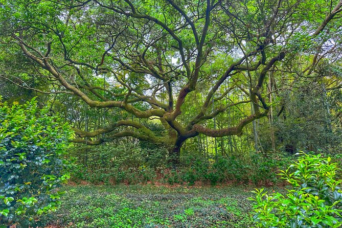 Historic Mobile and Bellingrath Garden Tour Review - Review Highlights