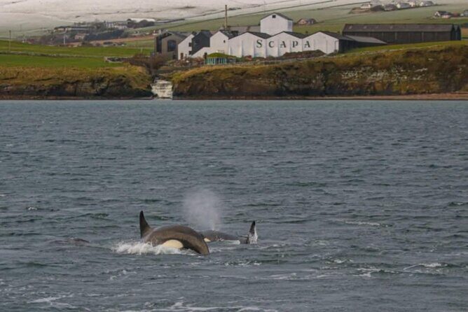Historic Orkney Private Odyssey Tour by a native Islander - Final Thoughts