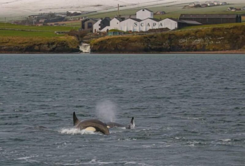 Historic Orkney Private Odyssey Tour By a Native Islander - FAQ
