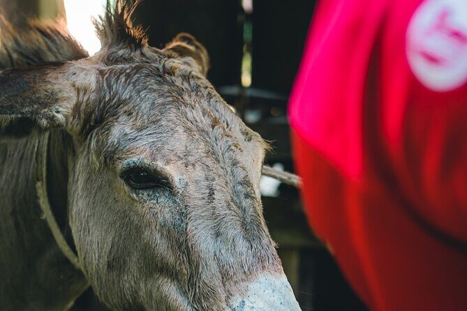Historical 18th Century Estate Tour with Coconut Tasting - Final Thoughts