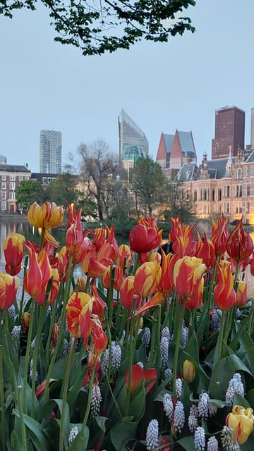 Historical Tour of The Hague - Practical Details & Experience