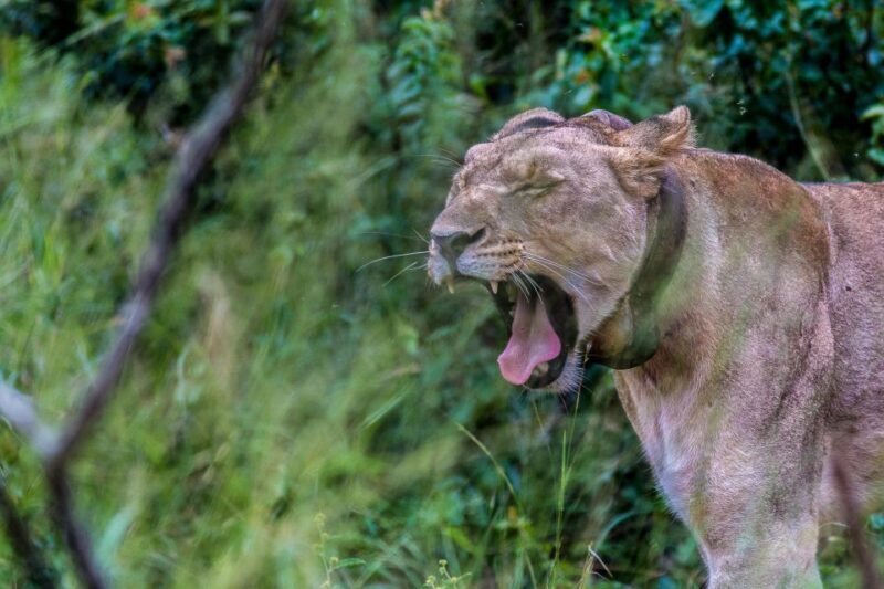 Hluhluwe-Imfolozi: Big 5 Full or Half-Day Safari - The Experience: What You Can Expect on This Safari
