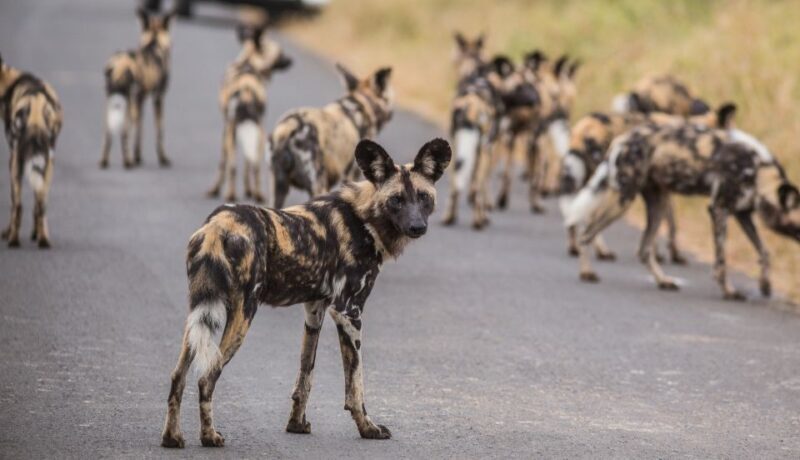 Hluhluwe-Imfolozi: Big 5 Full or Half-Day Safari - Who It’s Best For