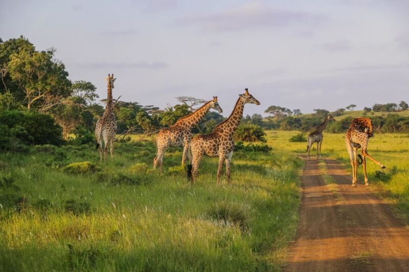Hluhluwe-Imfolozi: Big 5 Full or Half-Day Safari - The Sum Up: Is This Safari Worth It?
