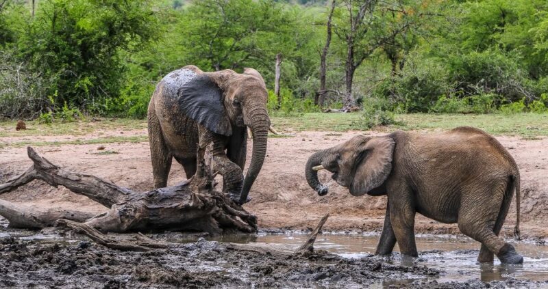 Hluhluwe-Imfolozi: Big 5 Full or Half-Day Safari - FAQ