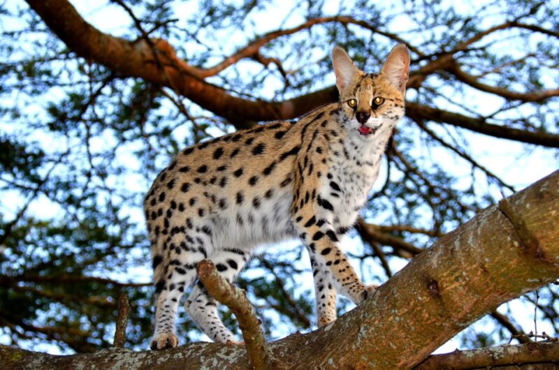 Hluhluwe-Imfolozi & Emdoneni Wild Cat Project Tour - Itinerary and Experience