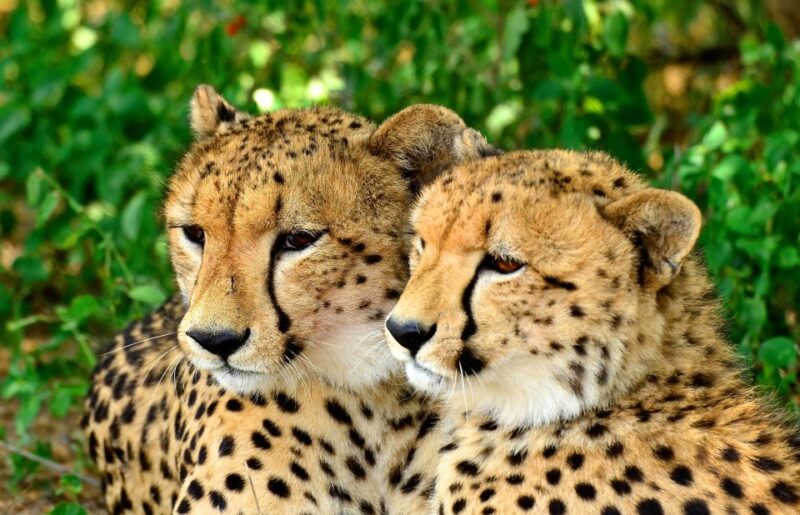 Hluhluwe-Imfolozi & Emdoneni Wild Cat Project Tour - Wildlife and Conservation Focus