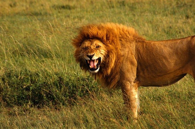 Hluhluwe Imfolozi Game Reserve & Phezulu Safari Park From Durban - Cancellation and Booking Information