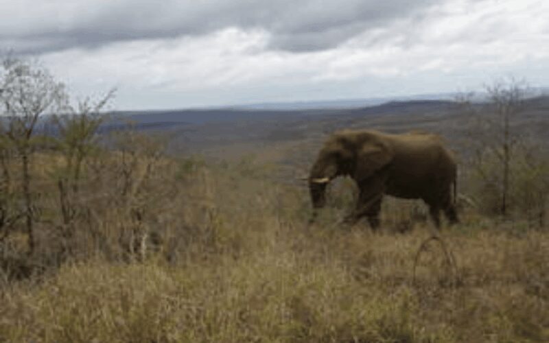 Hluhluwe-iMfolozi Park Big 5 Family Safari Experience - An In-Depth Look at the Hluhluwe-iMfolozi Family Safari