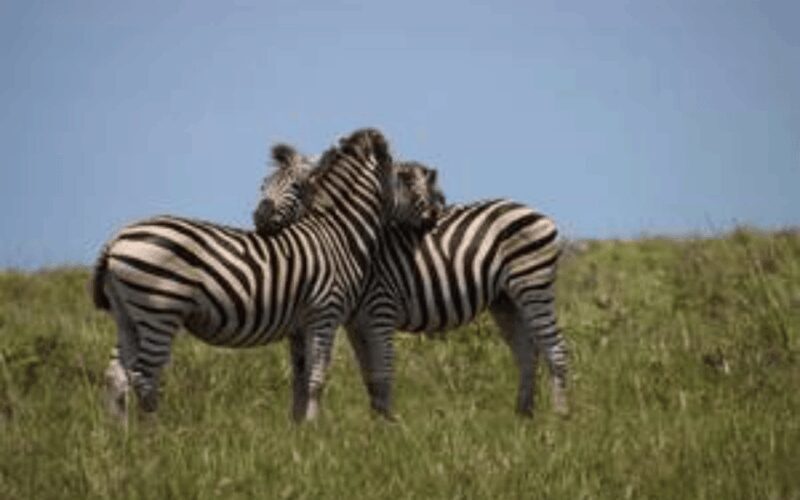Hluhluwe-iMfolozi Park Big 5 Family Safari Experience - The Bottom Line: Who Will Love This Safari?