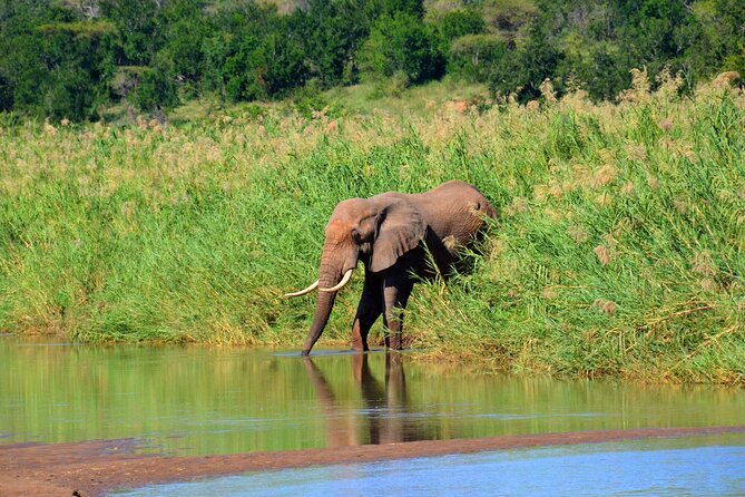Hluhluwe Imfolozi Safari Day Tour From Durban - Tips for Your Safari