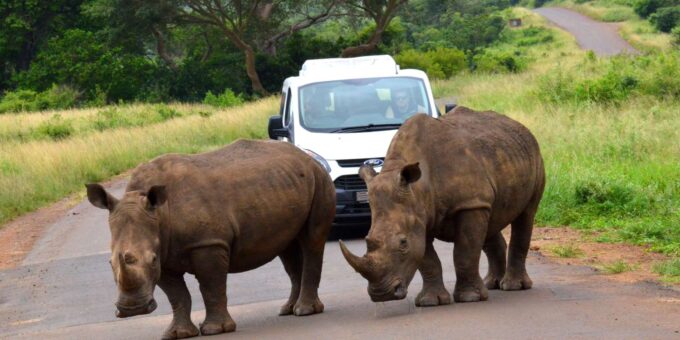 Hluhluwe Imfolozi Safari Including Open Vehicle Game Drive - The Sum Up