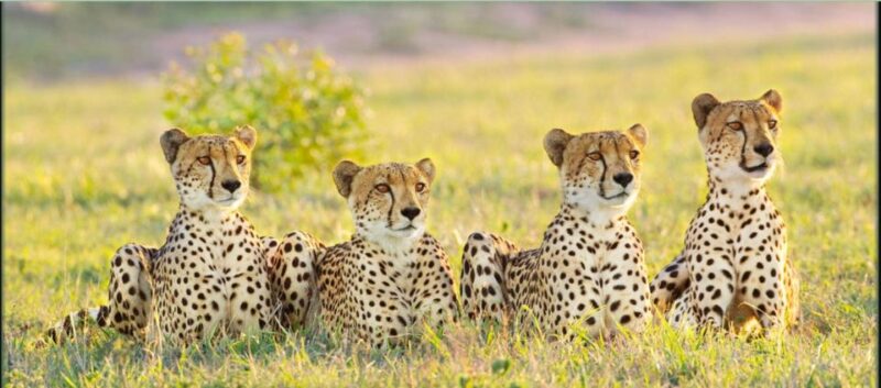 Hluhluwe & Isimangaliso Wetlands Park 2 Day Tour From Durban - St Lucia Estuary Experience