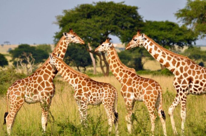 Hluhluwe & Isimangaliso Wetlands Park 2 Day Tour From Durban - Diverse Ecosystems and Wildlife