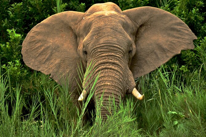 Hluhluwe Safari & Emdoneni Wild Cat Project Day Tour From Durban - Pickup Information