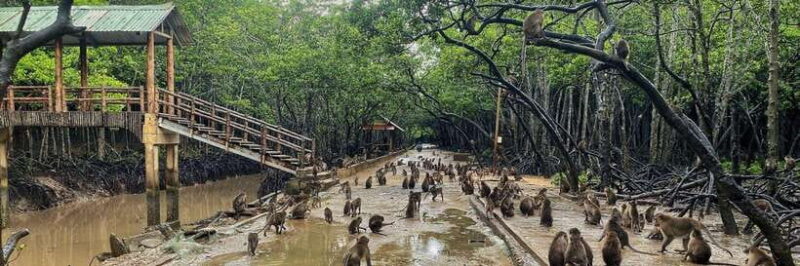 Ho Chi Minh City: Can Gio Monkey Island Day Trip With Lunch - Key Points