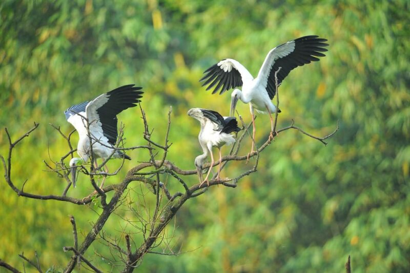 Hoa Lu Ancient - Bich Dong & Thung Nham Bird Valley - Key Points