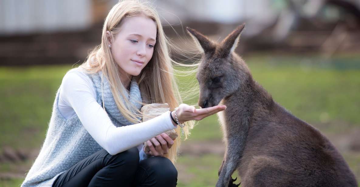 Hobart: Admission Ticket to Bonorong Wildlife Sanctuary - Experience Highlights and Activities