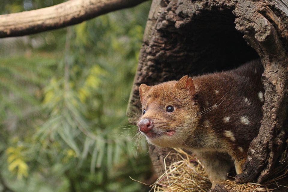 Hobart: Admission Ticket to Bonorong Wildlife Sanctuary - Frequently Asked Questions