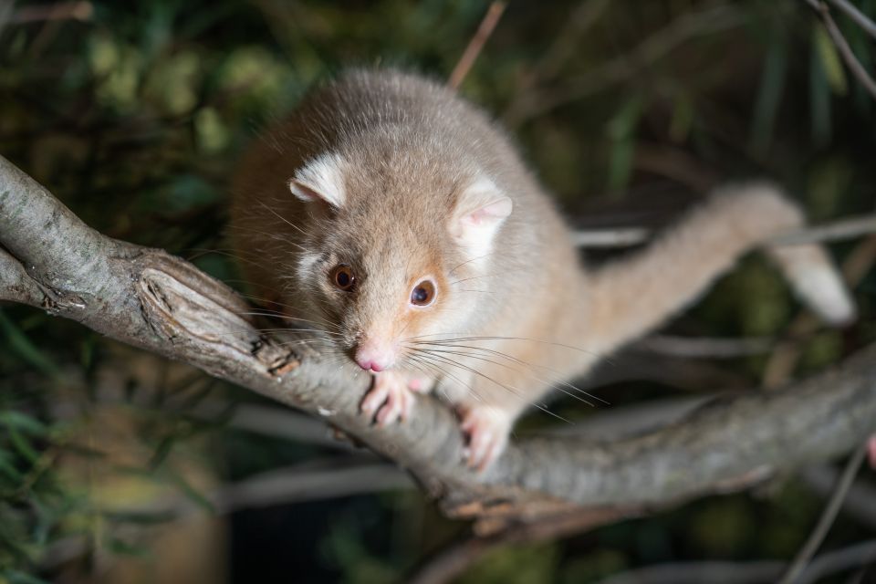 Hobart: Bonorong Wildlife Sanctuary Guided Night Tour - Key Points