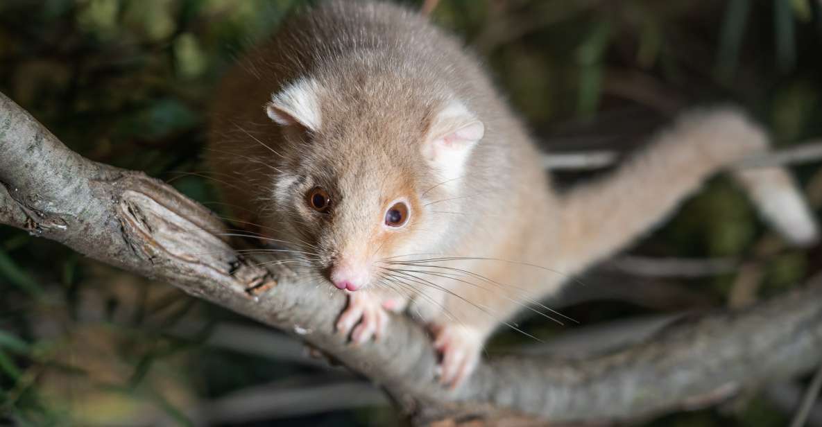 Hobart: Bonorong Wildlife Sanctuary Guided Night Tour - Important Information