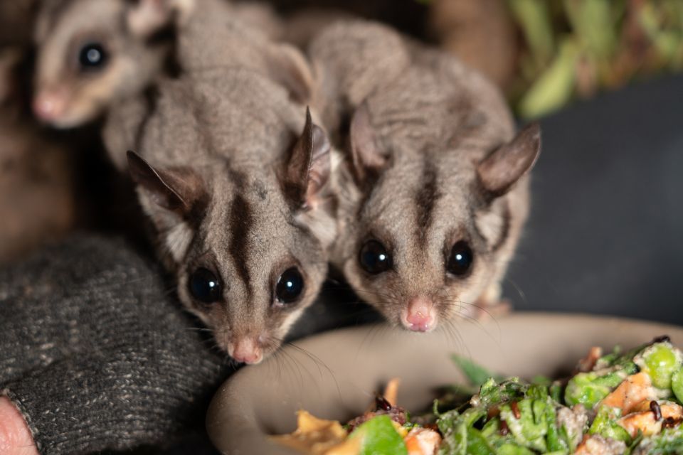 Hobart: Bonorong Wildlife Sanctuary Guided Night Tour - Cancelation Policy