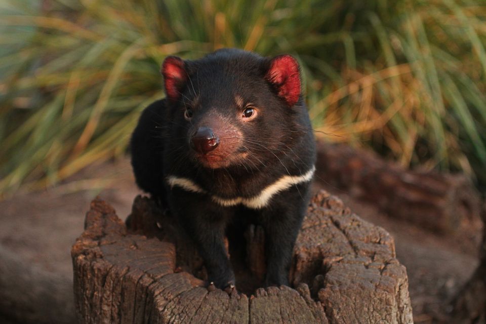 Hobart: Bonorong Wildlife Sanctuary Guided Night Tour - Frequently Asked Questions