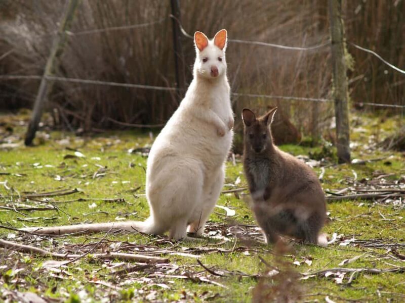 Hobart: Bruny Island Tour with Hotel Lunch & Lighthouse Tour - Key Points