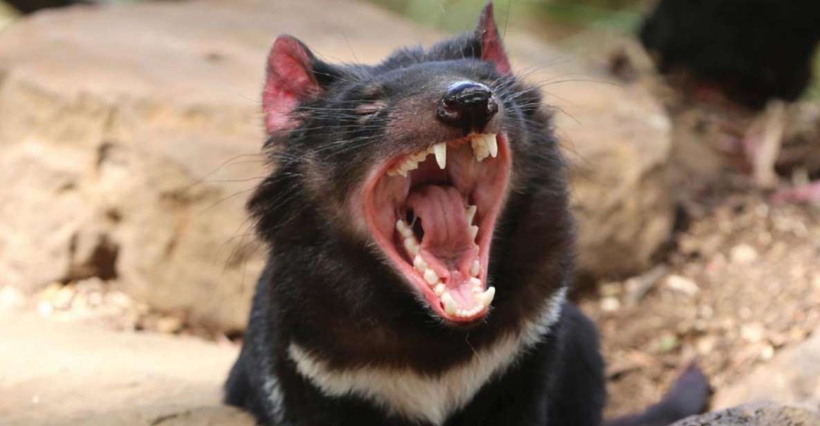 Hobart: Full-Day Bonorong Wildlife Sanctuary & Richmond Tour - Key Points