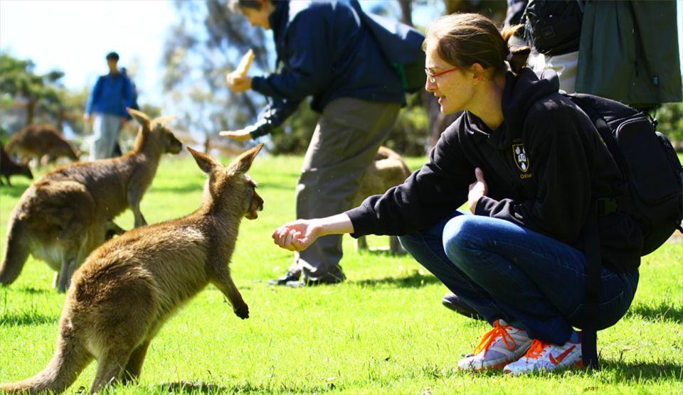 Hobart: Full-Day Bonorong Wildlife Sanctuary & Richmond Tour - Experience
