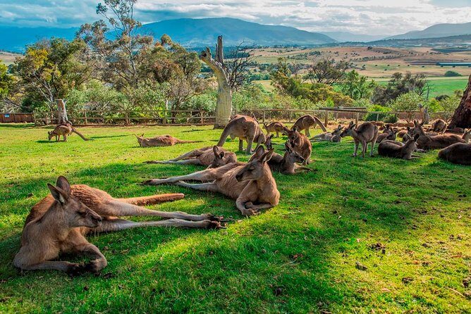 Hobart Highlights Day Tour - A Practical Breakdown of the Hobart Highlights Day Tour