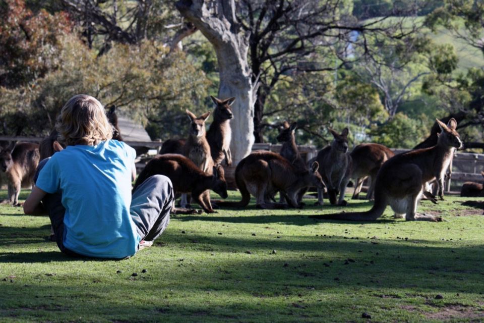 Hobart: Hobart, Richmond, & Bonorong Wildlife Sanctuary Tour - Directions
