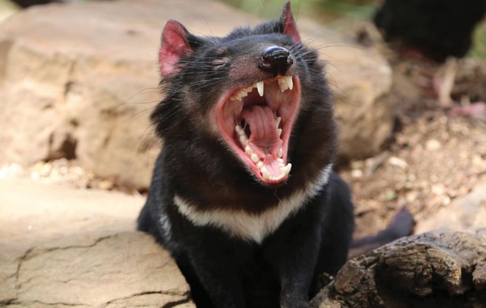 Hobart: Hobart, Richmond, & Bonorong Wildlife Sanctuary Tour - Frequently Asked Questions