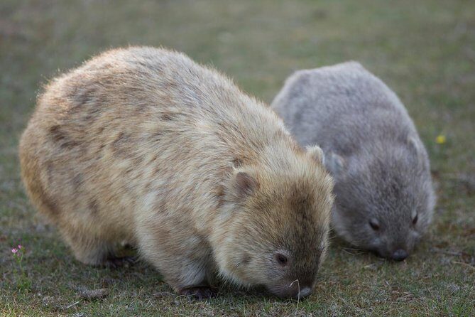Hobart: Maria Island National Park - Nature & Wildlife Adventure - An In-Depth Look at the Experience
