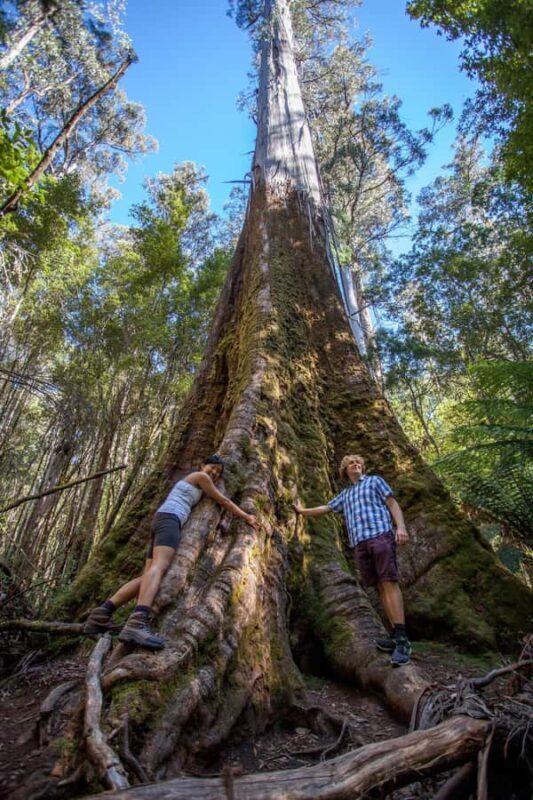 Hobart: Mt Field National Park & Wildlife Shore Excursion - Final Thoughts: Is It Worth It?