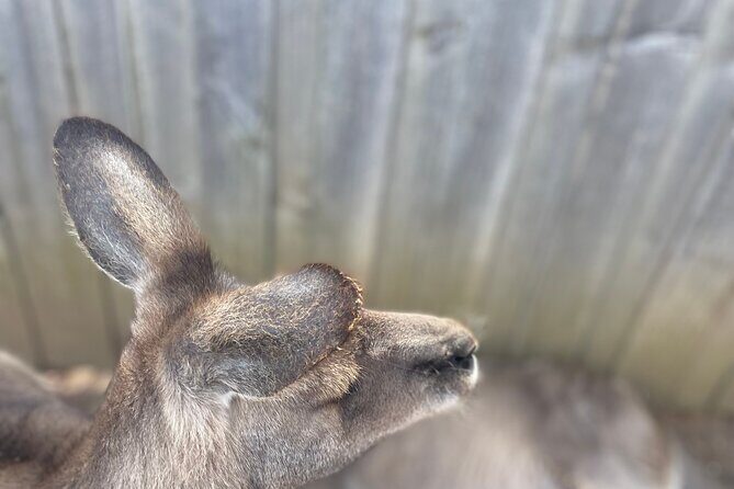 Hobart Shore Excursion Aussie Wildlife and Sighseeing Shared Tour - Key Points