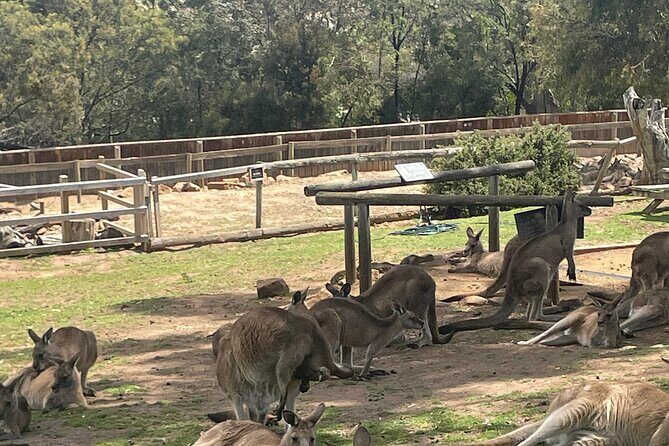 Hobart Shore Excursion Aussie Wildlife and Sighseeing Shared Tour - An In-Depth Look at the Itinerary